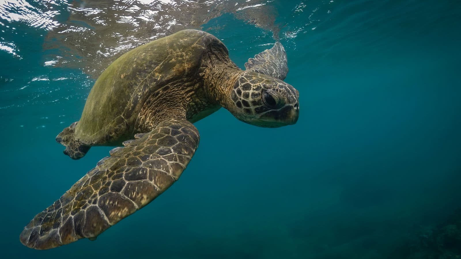 Diving and Snorkeling in Curaçao: Best Shore Sites & Tips (2026)